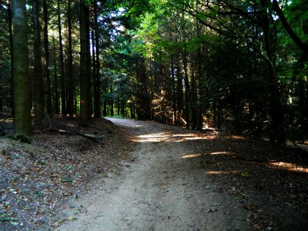 En forêt.