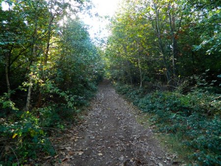 Dans la forêt...