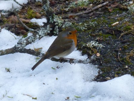 Rencontre sur le bord du chemin