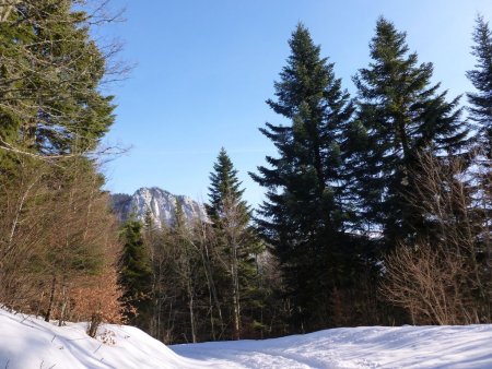 La route forestière