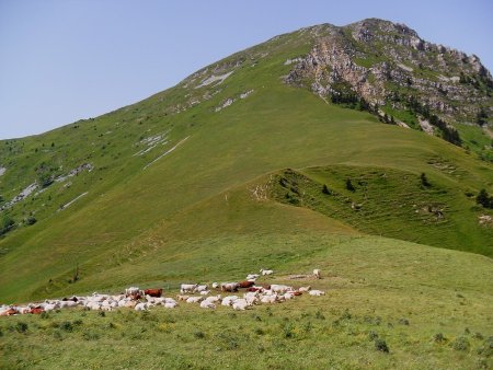 Troupeaux au Col Foueron