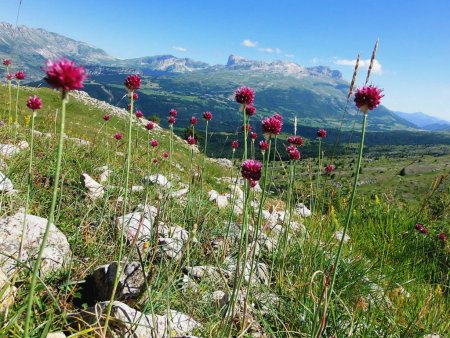 Ail civette ou ciboulette sauvage, et plateau de Bure.