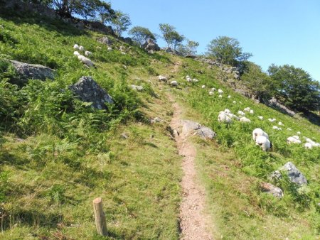 A présent, c’est la montée vers la brèche par un sentier bien tracé (balisage du PR).