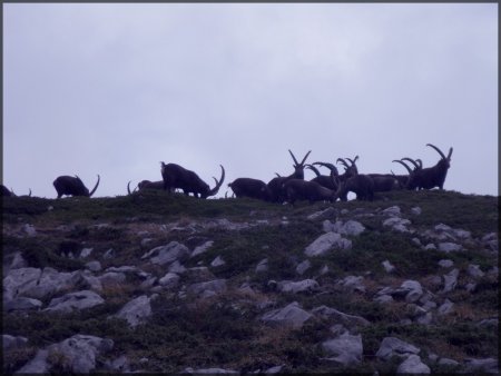 Bouquetins pendant la montée vers Rocheherbe.