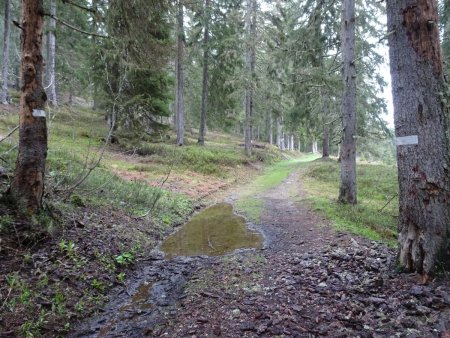 Bois des Molliassières