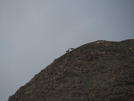 Ils se battent aussi sur la tête du Chevalier