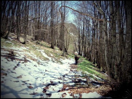 Sous-bois peu avant l’arête sud-est.