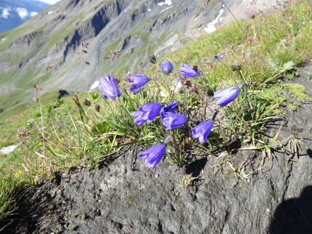 Campanule de Scheuchzer