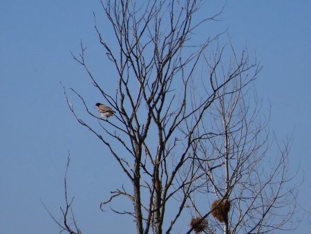 Rapace qui a perdu son combat avec faucon