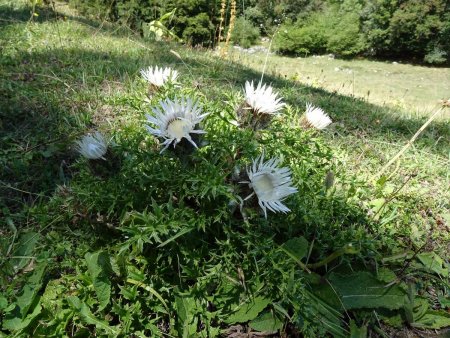 Carline - Carlina acaulis