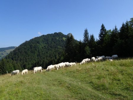 En montant vers le Golet de Doucy