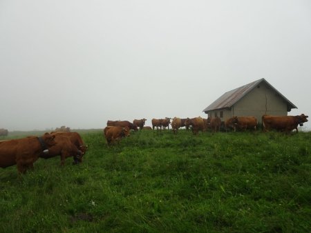 Vers les Chalets de Gruffy