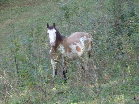 Vers le Mont Tournier