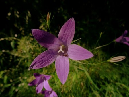 Campanule raiponce.