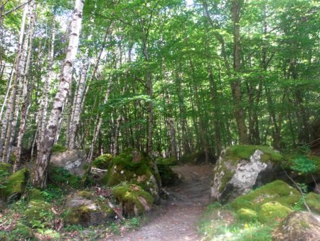 Dans la Forêt Domaniale du Coiro, Canton de RIF BRUYANT.