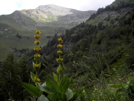 Tête des Chétives, du Vallon de Rif Meyol.