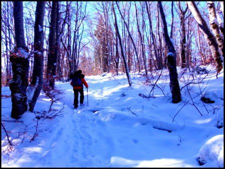 Forêt Domaniale des Coulmes.