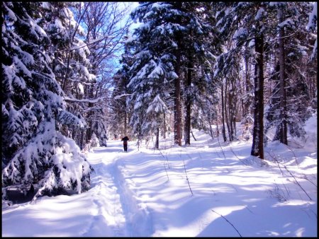 Forêt Domaniale des Coulmes.