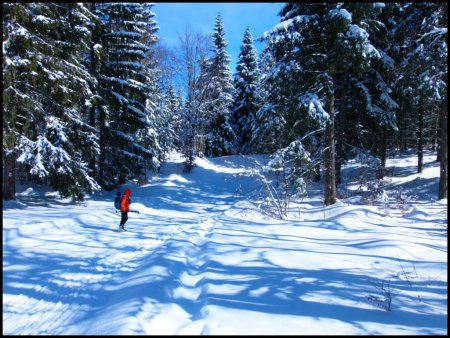 Forêt Domaniale des Coulmes.