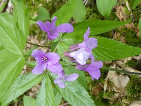 Cardamine à 5 folioles