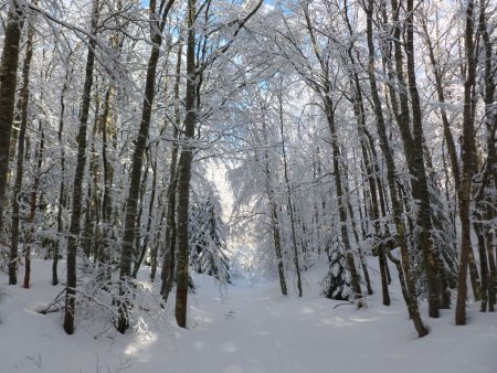 Sentier dans le bois