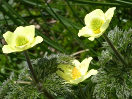 Anémone  Pulsatille soufrée 