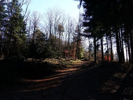 Dans le bois de la Lienne.