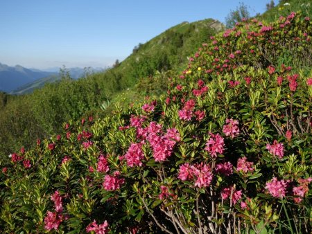 C’est la saison des rhododendrons...