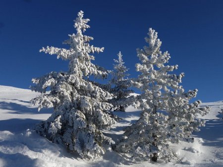 Quelques arbres de Noël naturellement décorés.