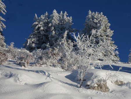 Tout de blanc vêtus...