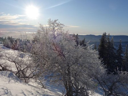 Tous les arbres sont givrés.