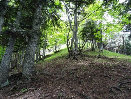 Dans la forêt, le long de la crête