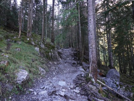 Montée en forêt...