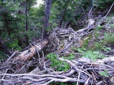 Franchissement cauchemardesque de la zone raide, sur l’arbre «passerelle» et son fouillis de branches