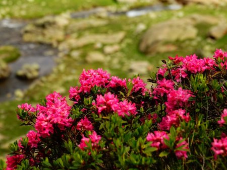 Rhododendrons.