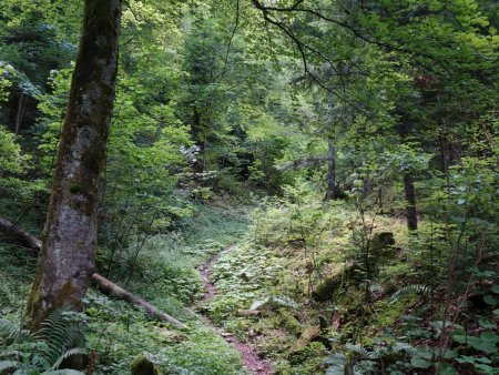 Montée tranquille en forêt...