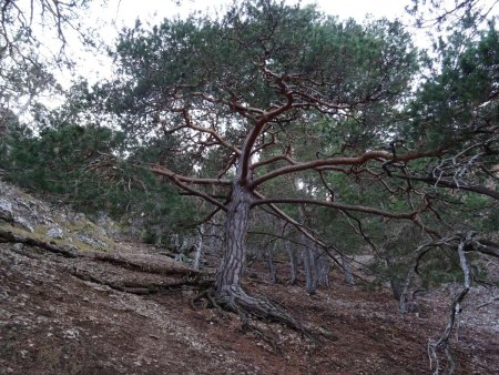 Ici, les sous-bois sont dégagés. Un magnifique pin sylvestre déploie ses branches