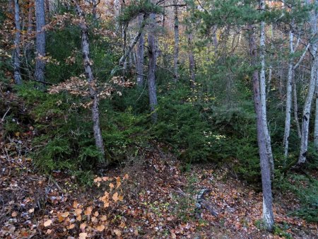 Début de la montée en sous-bois : c’était déjà assez touffu