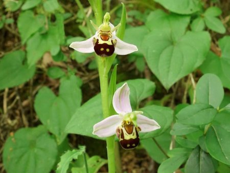 Ophrys abeille