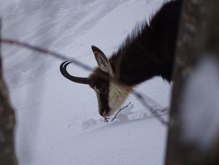 Rencontre avec un chamois peu farouche.