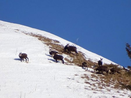 Une petite harde de chamois sous le Pas des Terreaux.