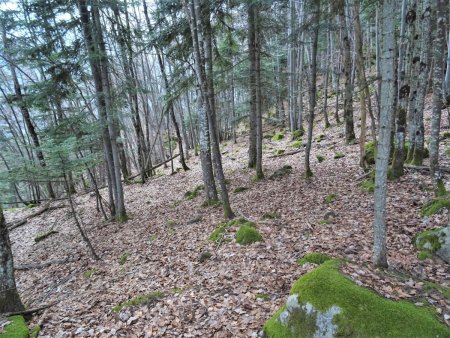 Plus haut, encore un passage de toute beauté ! Mais cherchez le sentier, sous les feuilles... et trouvez le point rouge ! Vous comprendrez ainsi qu’il faille rester vigilant pour ne pas se perdre.