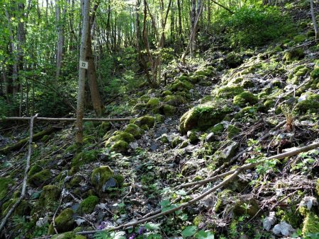 Sentier dans les débuts, sur le pierrier : les blocs ont été poussés de côté.