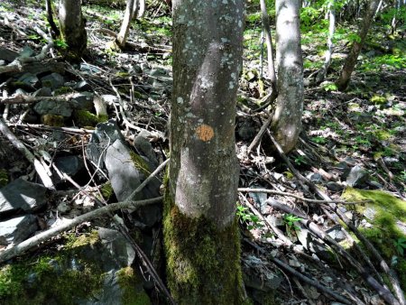 Un autre exemple, mais sur arbre