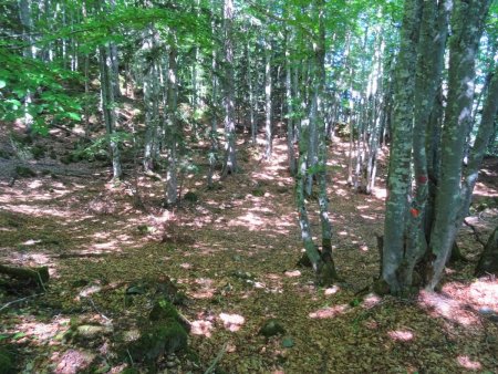 Le fameux emplacement de bivouac, au milieu d’une hêtraie splendide !