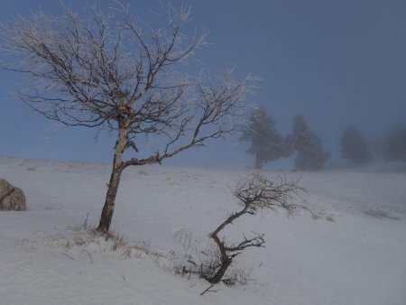 Hivernal...