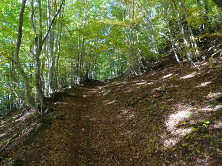 Montée vraiment sympathique au sein d’une hêtraie de toute beauté