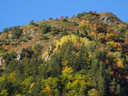 ...et au zoom, le petit arbre rouge servira de point de repère quand on sera arrivé tout en haut