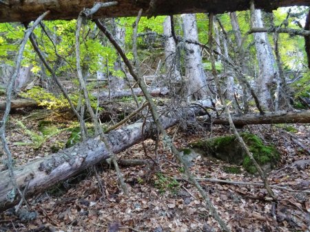 Un peu avant d’arriver à la falaise vers 1600 m d’altitude, la forêt rend la progression moins simple