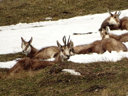 Les chamois dans la Prairie des Ayes.